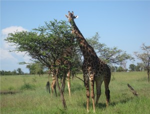 Micatz Tanzania Volunteer