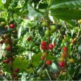 Guardabarranco seek volunteers for organic and sustainable farming, coffee production, and teaching. Low cost volunteering Nicaragua.