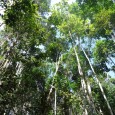 Project Eco Taipe – Free Volunteering in Bahia, Brazil Eco Taipe will be an eco friendly, self sufficient and sustainable living, working and social environment. NEW project seeking volunteers. Free Volunteering.